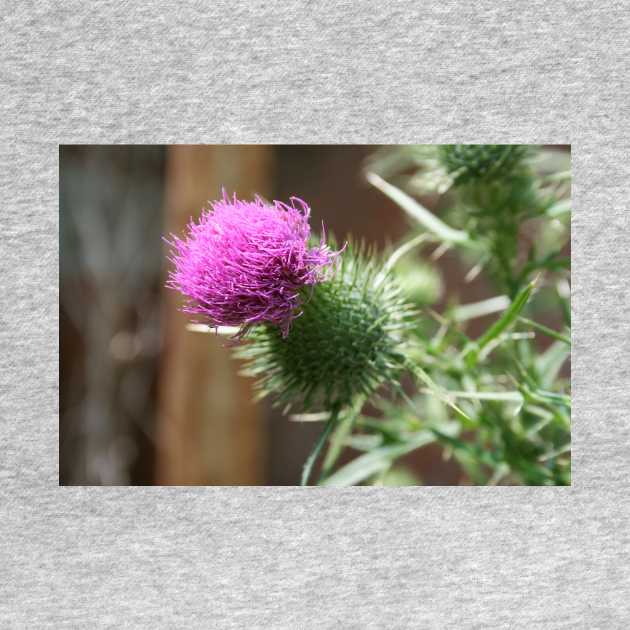 Thistle by Rob Johnson Photography